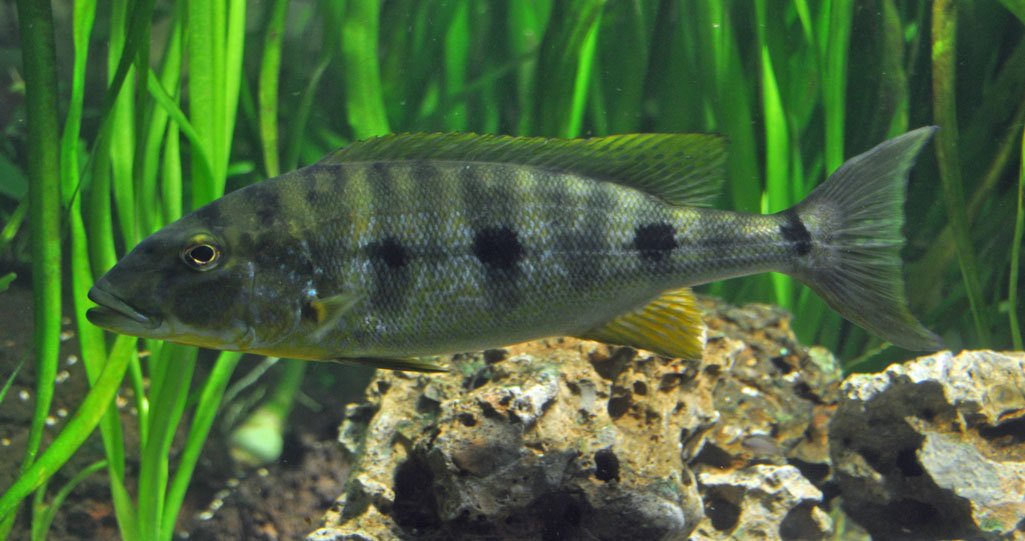 John P. Friel, Ph.D. on X: My favorite #LivingFossilFriday fish is  #Polypterus mokelembembe, a #bichir from the Congo River basin named for  #Mokelembembe, a water-dwelling entity, sometimes described as a living  creature