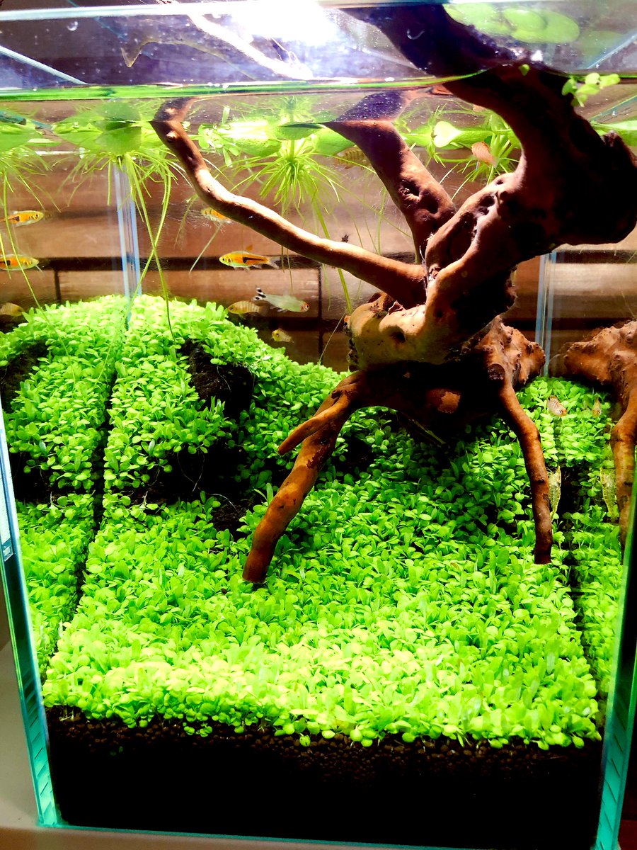 Hi Aqua Odg6xyf3bv4324u Twitter