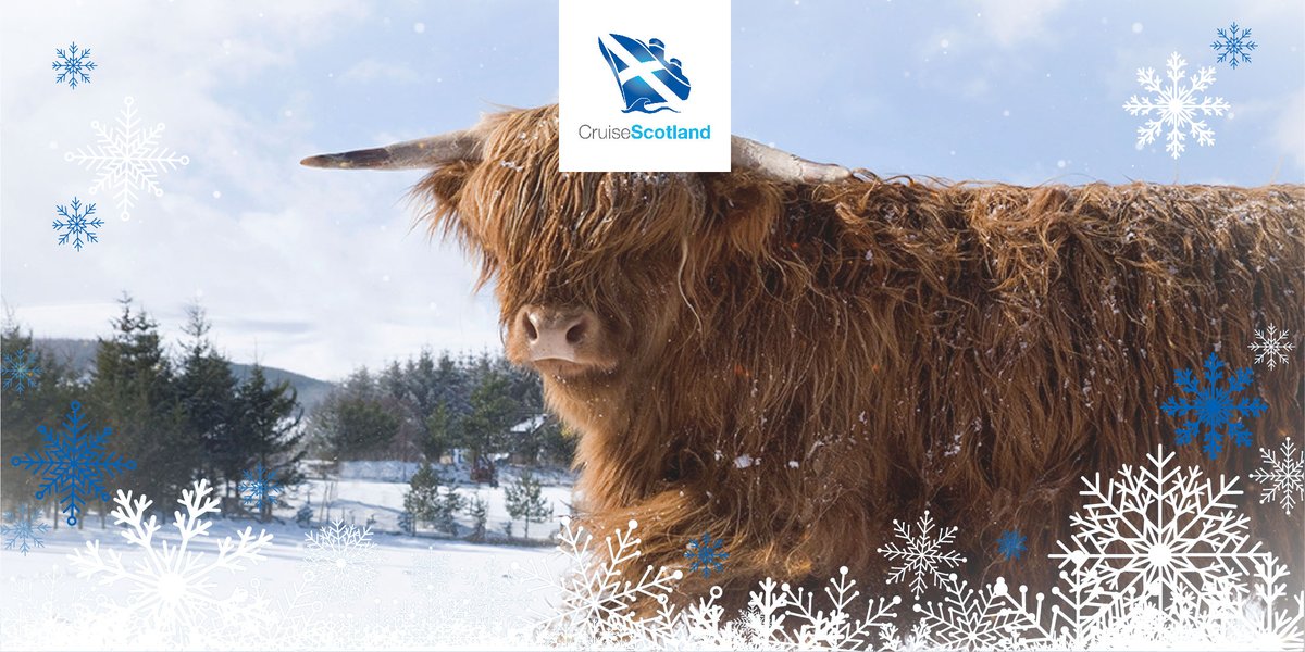 Morag might not be looking too happy right now but she’ll be smiling next year as we prepare to welcome back our passengers! ​

In the meantime, we hope you all have a wonderful Christmas!​

#cruisescotland #scottishchristmas​ #christmas2020 #visitscotland #highlandcow