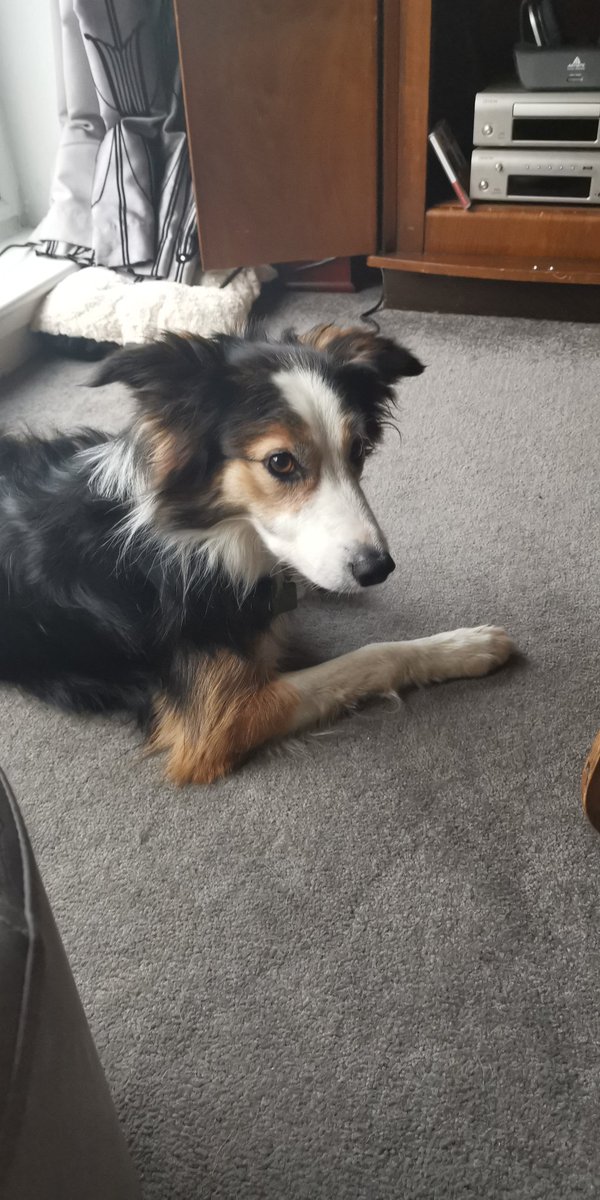 CandyBench's tweet image. I have had to come out from under my bench as mummy and daddy both have #Covid_19 and so apparently I am now in charge
#bordercollie