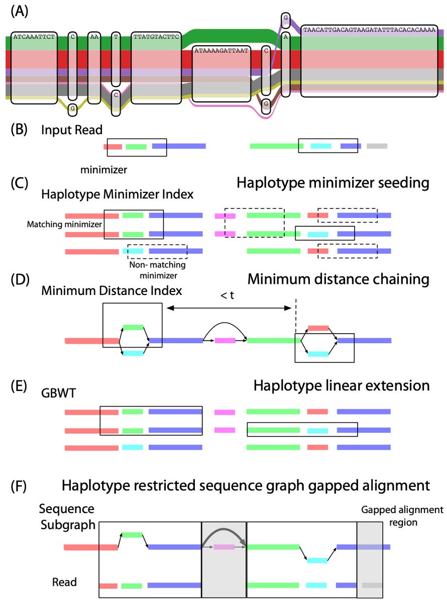 Antisense Giraffe Genotyping Common Large Structural Variations In 5 2 Genomes Using Pangenomes The Giraffe Mapper And The Vg Toolkit T Co Fquvlejn6y T Co 4ncnzrupzn
