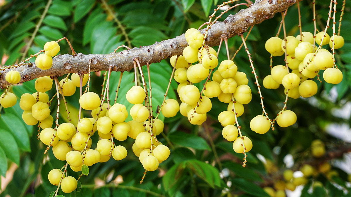 Jhortscib's tweet photo. #Transcriptome analysis of #azacitidine (5-AzaC)-treatment affecting the development of early somatic #embryogenesis in #longan (#Dimocarpus longan). @tandfbiosci
To read this new article in JHSB, visit: https://t.co/4ZJRGHR2bo https://t.co/MkrOqaOAbh