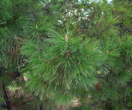 You identify Pinus radiata by its slender (up to 1mm wide) grass-green needles (10-15cm, left) and its long-persistent serotinous cones (10-12 x 8-9cm) obliquely inserted on a curved, 1cm stalk (right), pointing backwards or downwards.