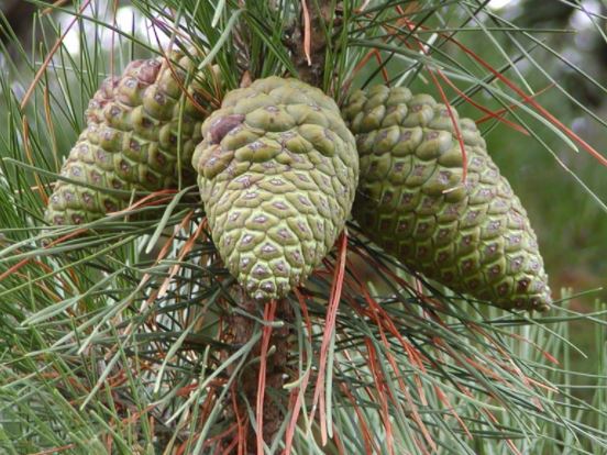 You identify Pinus radiata by its slender (up to 1mm wide) grass-green needles (10-15cm, left) and its long-persistent serotinous cones (10-12 x 8-9cm) obliquely inserted on a curved, 1cm stalk (right), pointing backwards or downwards.