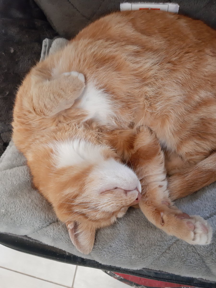 True Strawberry Blonde!♥️😷😉 #studioIIIhairdesign #thestablesvillagemarket #hairatgeorge!