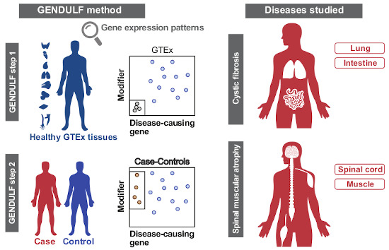 MolSystBiol's tweet photo. A new algorithm uses healthy &amp; disease gene expression data to predict modifier genes for monogenic diseases (applied to #CysticFibrosis &amp; #SpinalMuscularAtrophy) --> https://t.co/iQoldYrZb7 
#MSBMethod @NCIEytanRuppin @NCIResearchCtr https://t.co/udDoXWUecA