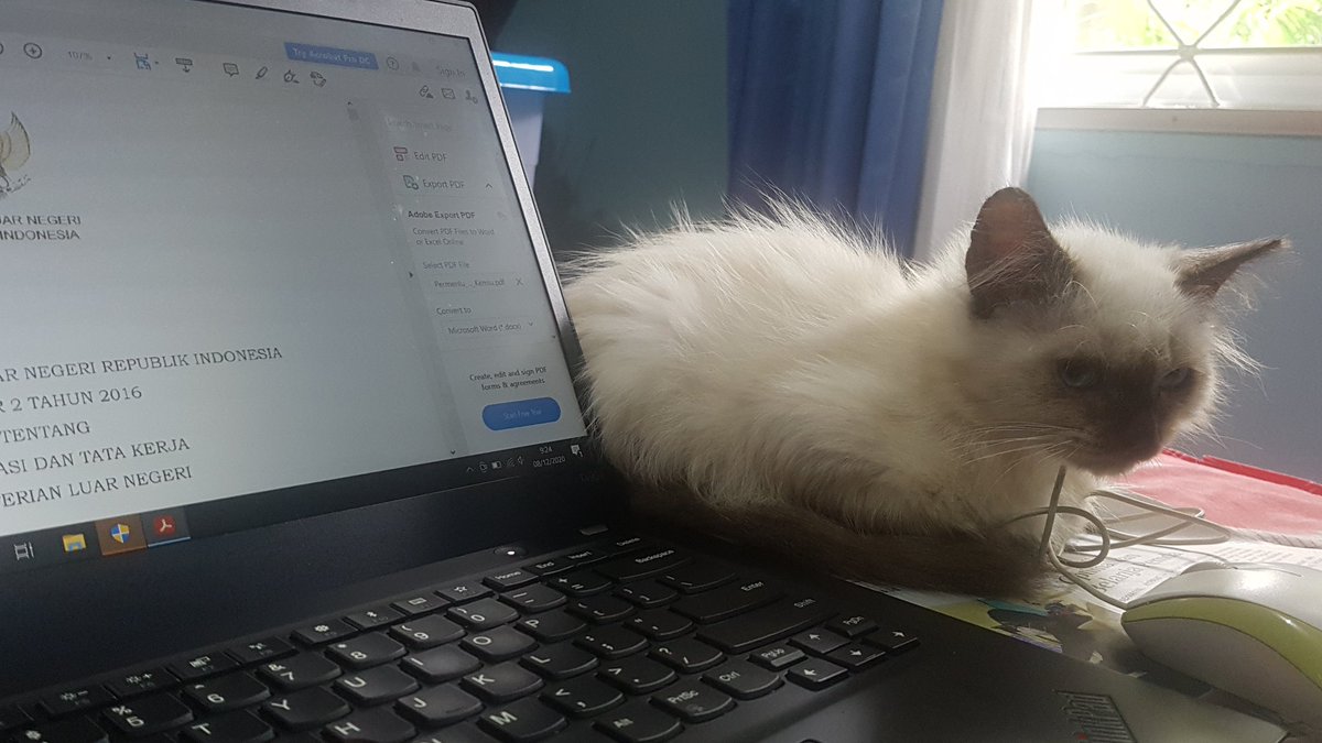 mamarayi's tweet photo. meet my new WFH companion, #homerothecat https://t.co/E4F4hgBsVG