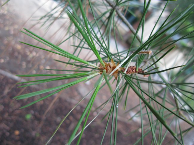 There's just 5 other 3-needle pines that you are at all likely to come across on your walks. Easiest to identify is Pinus bungeana because it has piebald flaking bark like Plane Tree. The needles are 6-8cm, hard and stiff with grey-green stomatal lines. The cone is small 4x3.5cm.