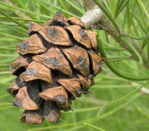 There's just 5 other 3-needle pines that you are at all likely to come across on your walks. Easiest to identify is Pinus bungeana because it has piebald flaking bark like Plane Tree. The needles are 6-8cm, hard and stiff with grey-green stomatal lines. The cone is small 4x3.5cm.