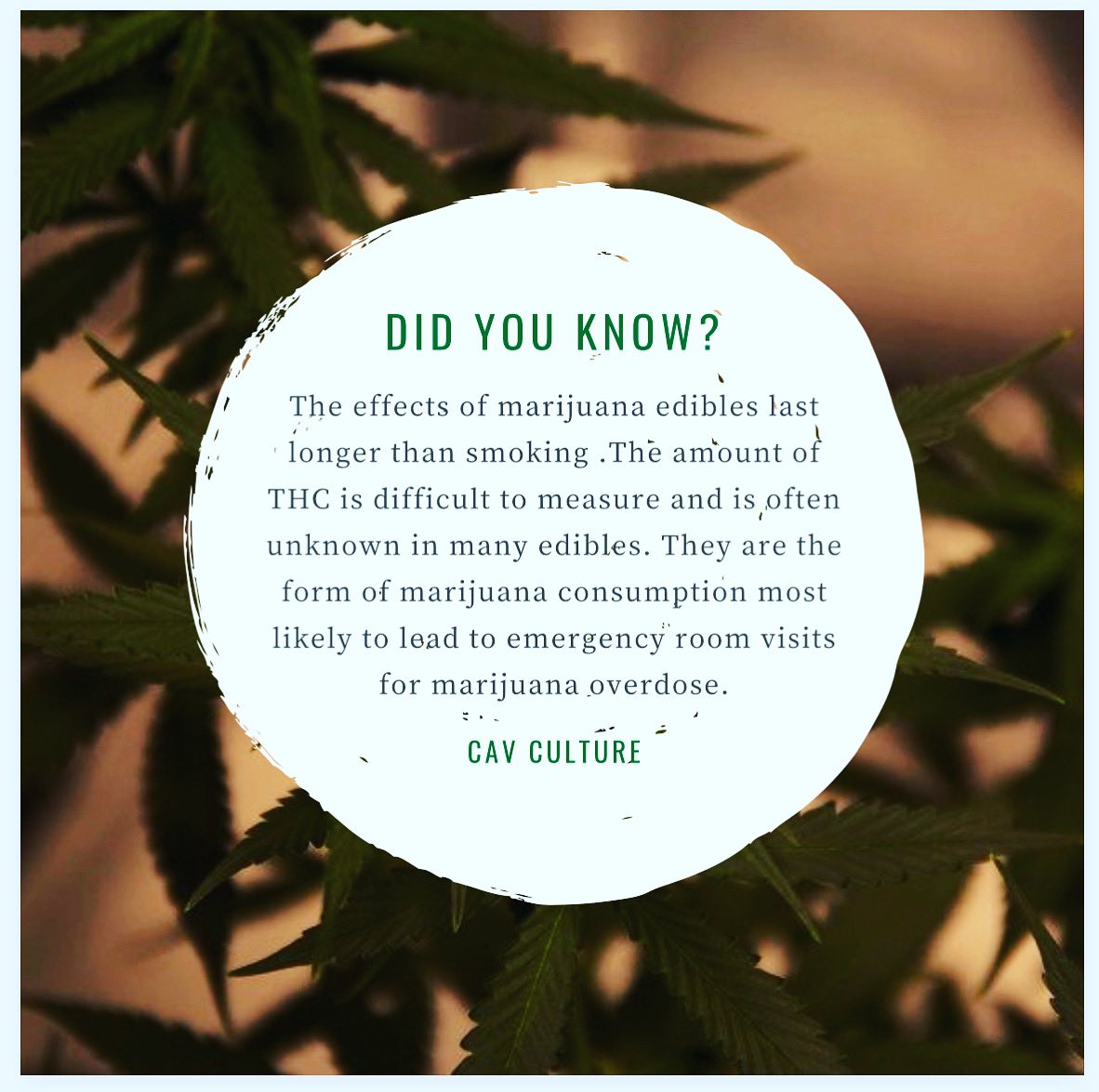 Marijuana edibles 👎🏼
We’ll allow our brains to continue to develop thanks 🧠  

#cavculture #thecalverthigh