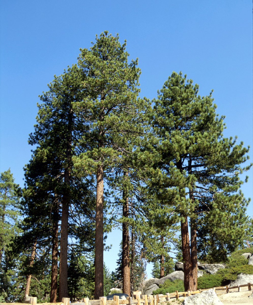 There are 3 other big, rather similar-looking 3-needle pines, but none is common. Pinus jeffreyi has blue green needles (15-23cm and deep red-brown buds (2-3 cm). The cones (18x7cm) have short, curved prickles. In Britain the bark is black (not orange as below).