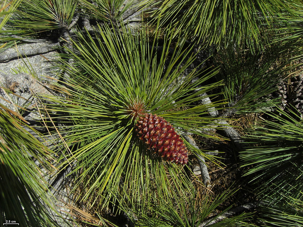 There are 3 other big, rather similar-looking 3-needle pines, but none is common. Pinus jeffreyi has blue green needles (15-23cm and deep red-brown buds (2-3 cm). The cones (18x7cm) have short, curved prickles. In Britain the bark is black (not orange as below).