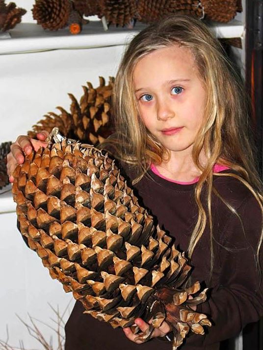 Another really easy 3-needler is Pinus coulteri. It is the gauntest of all the pines you'll see, and has the biggest cones (20-35 x 15-20cm). The needles are an impressive 25-30cm long.