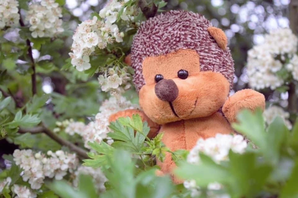 ⭐️ T O M O R R OW ⭐️ WIN IT WEDNESDAY ⭐️

Keep your eyes pealed 👀 for tomorrow’s post!! Which Reindeer 🦌 and challenge will it be...? 

The lucky winner 🏅 of tomorrow’s challenge will win Beattie the #beatthestreet mascot 🦔😁

#WinItWednesday #searchforsantasreindeer