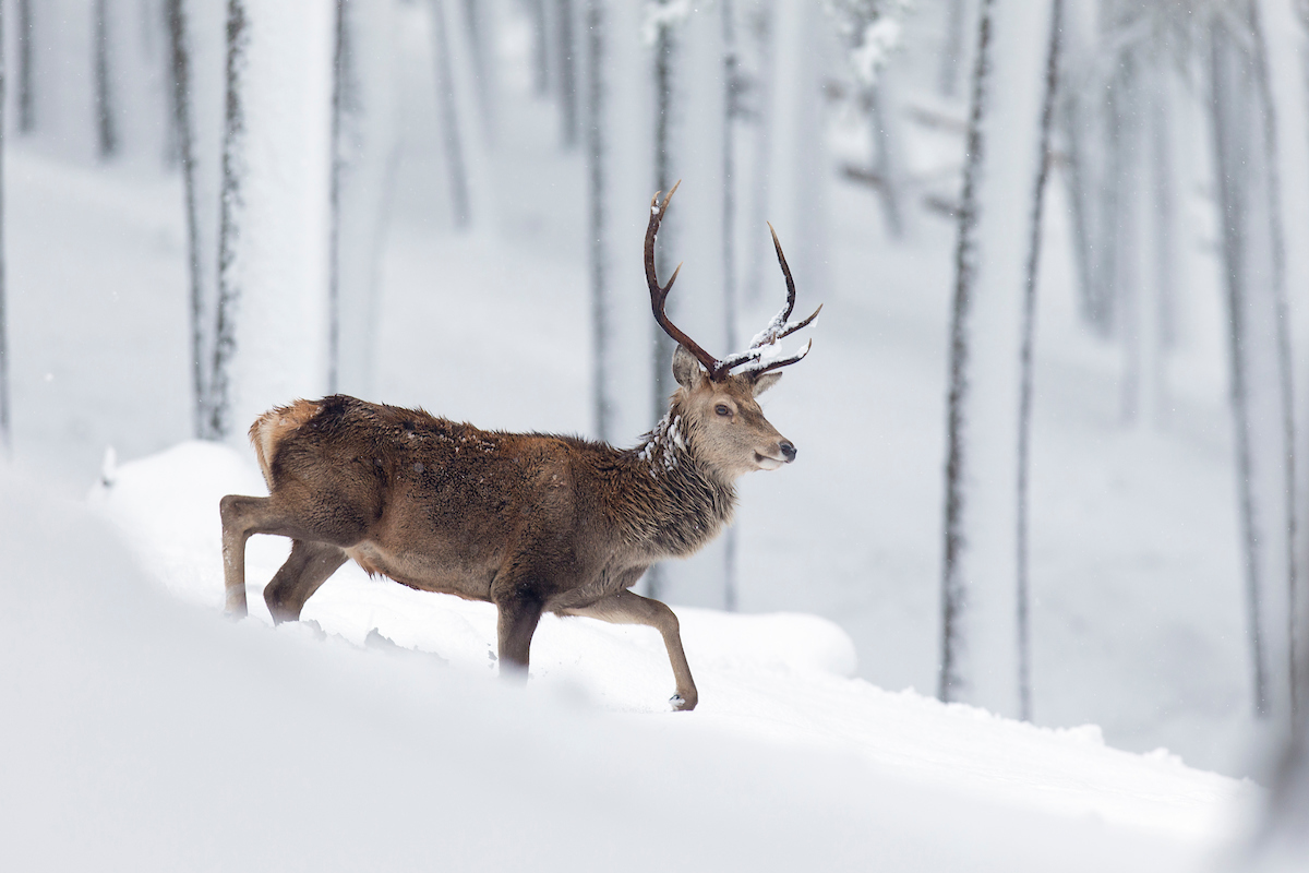 "In Scotland, one of the biggest barriers to the regeneration of our natural vegetation cover is herbivory by high numbers of deer & livestock. How do we know when browsing/grazing levels are suitable to allow regeneration?" 2/6