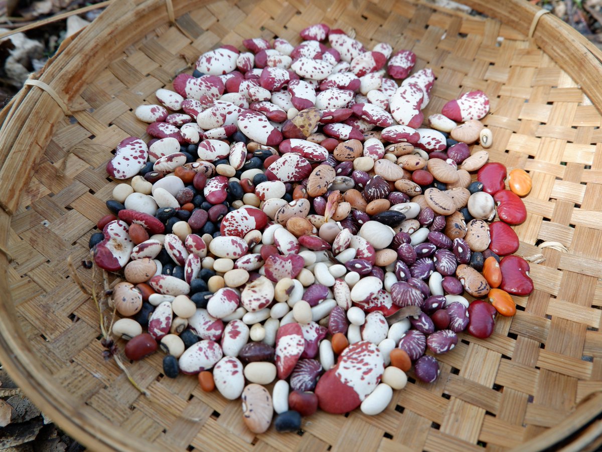 lakoatkujawas's tweet photo. benih utk kebun kolektif @lakoatkujawas. semoga usi neno uis pah merestui dan memberkati. labu, sorgum, jagung, ketimun, kacang, paria, ubi, singkong, turi, dll #beingindigenous #becomingindigenous https://t.co/0SmHKO6J5U