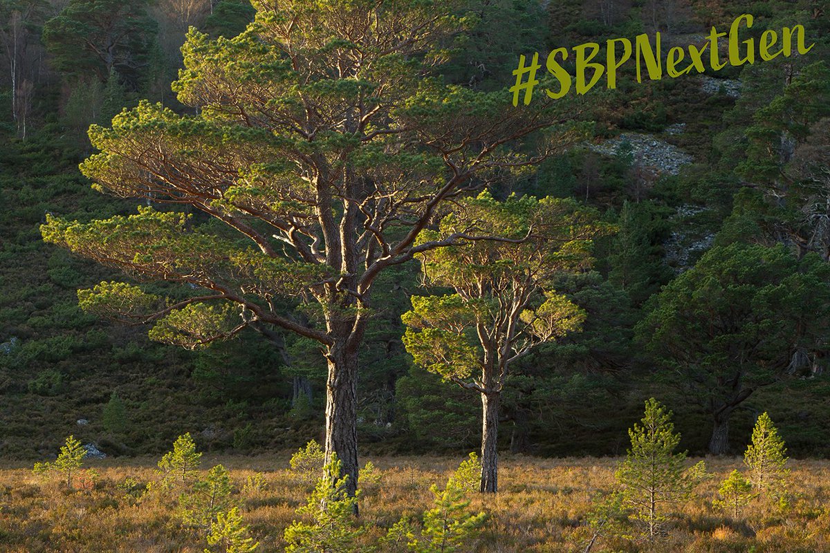 We believe that young people’s voices should be valued, influence our decision-making & help to drive change.This is why we've teamed up with some inspirational young conservationists to be our  #SBPNextGen.Today  @PinkfootedGus talks about herbivore impacts in Scotland. 1/6