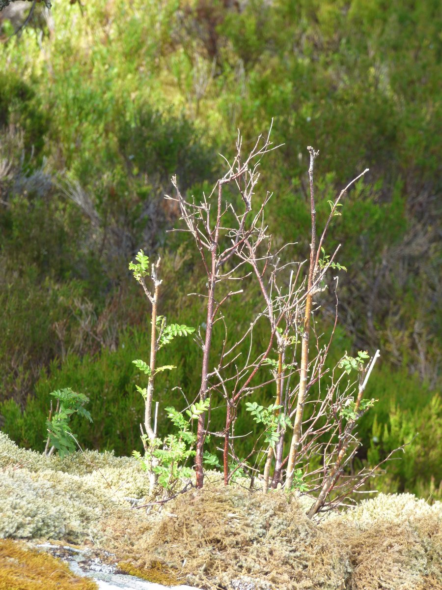 "When carrying out a herbivore impact assessment it is important to use a range of indicators. These can include dung counts, trampling indicators, browsing on tree species, species composition & the changes in growth form over time of dwarf shrubs such as heather." 4/6