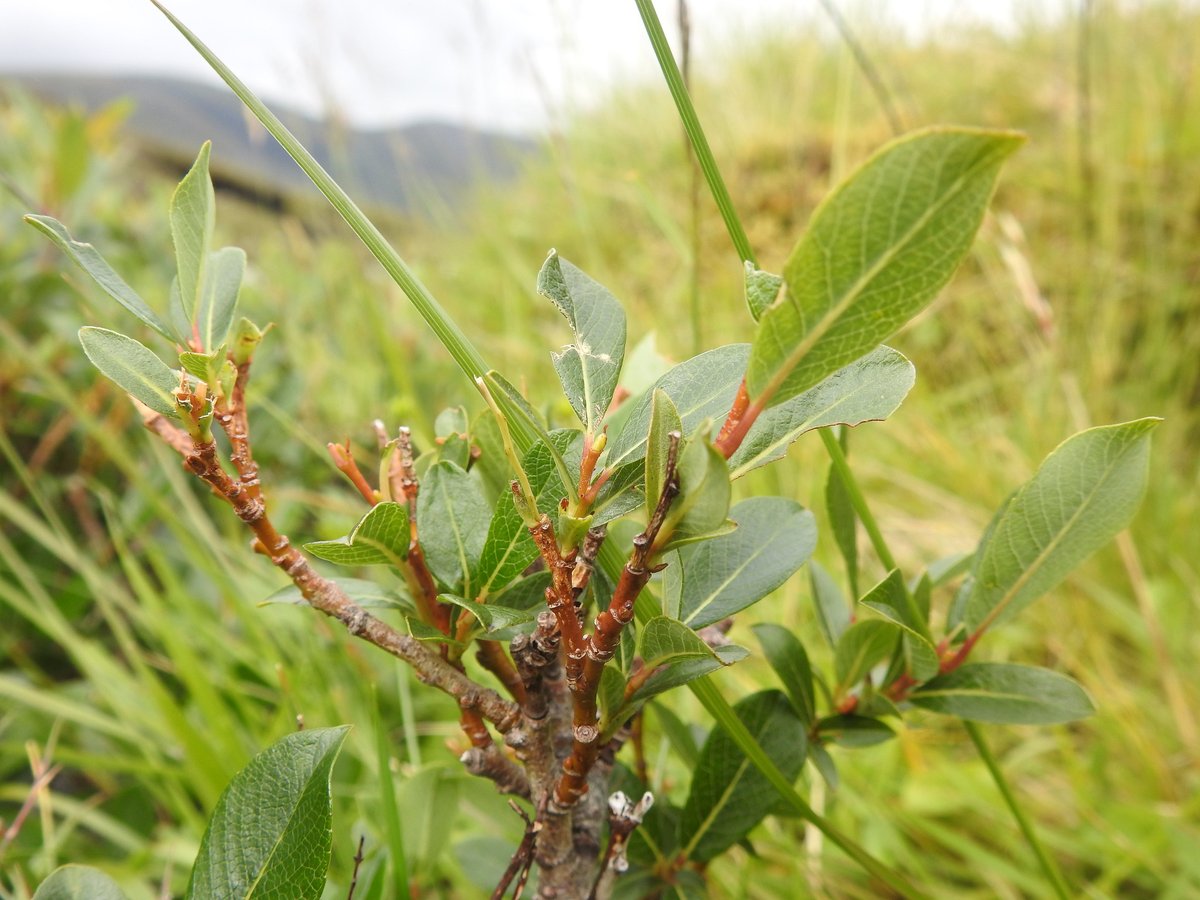 "When carrying out a herbivore impact assessment it is important to use a range of indicators. These can include dung counts, trampling indicators, browsing on tree species, species composition & the changes in growth form over time of dwarf shrubs such as heather." 4/6