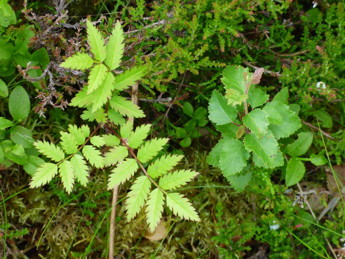 "When carrying out a herbivore impact assessment it is important to use a range of indicators. These can include dung counts, trampling indicators, browsing on tree species, species composition & the changes in growth form over time of dwarf shrubs such as heather." 4/6