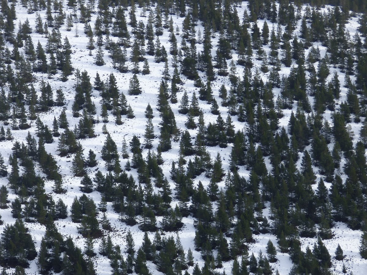 "With low browsing pressure comes a richer diversity of vegetation species & structure, capable of supporting a richer diversity of life. If all the broadleaves are browsed out then we’re left with pine-dominated woodlands. Good for some but not for all." 5/6