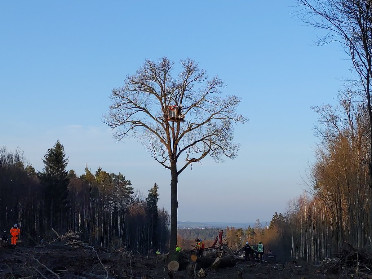 HambiBleibt's tweet photo. Hambi, the last tree of the occupation #dannibleibt, died some minutes ago. We are very sorry. Be sure, this highway wont be built. #hambibleibt https://t.co/zWJEIUEK8g