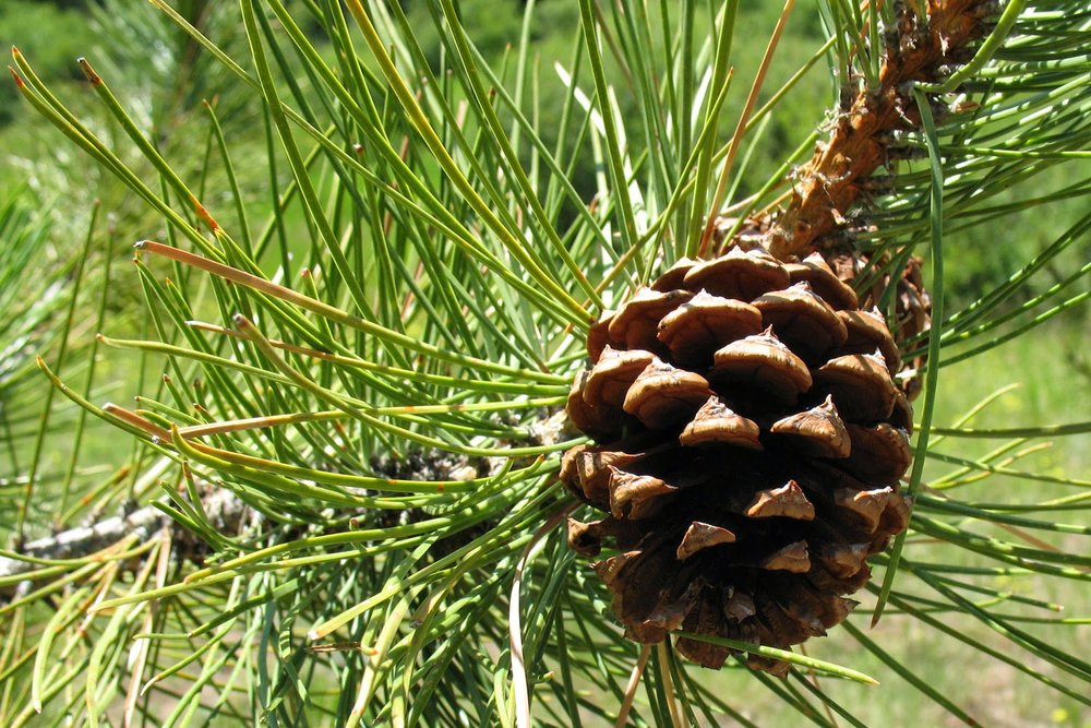 Close up, Pinus ponderosa has a central short spreading spine on the cone (left) and P. taeda has stoutly based, curved spines (right)