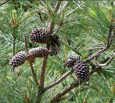 Close up, Pinus ponderosa has a central short spreading spine on the cone (left) and P. taeda has stoutly based, curved spines (right)