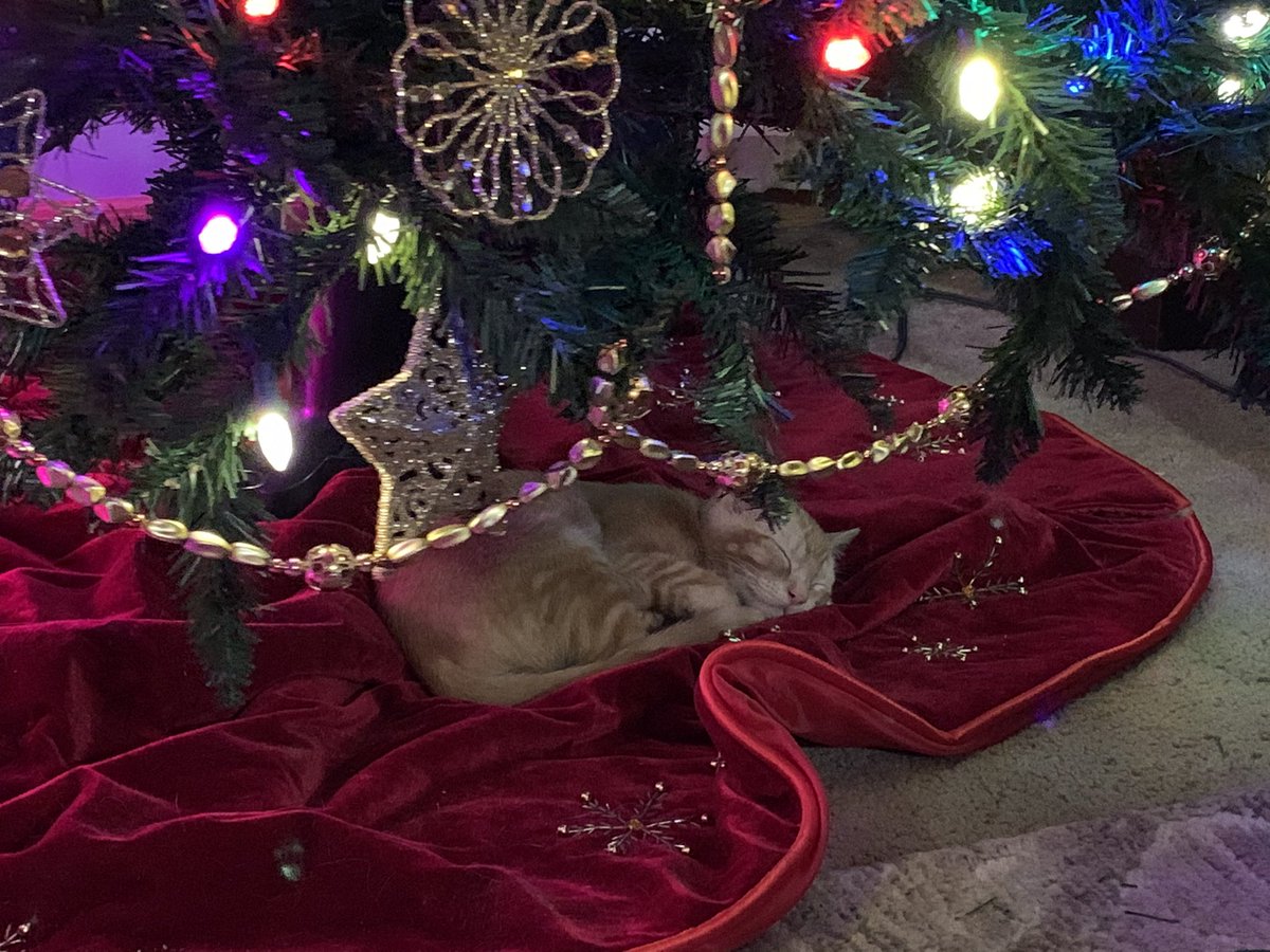 Rescue kitten’s first Christmas