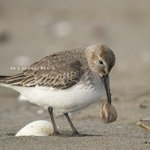 リアルツイッター 美しすぎる鳥 マウンテン ブルーバード が話題に 話題の画像プラス リアルツイッター 美しすぎる鳥 マウンテン ブルーバード が話題に 話題の画像プラス