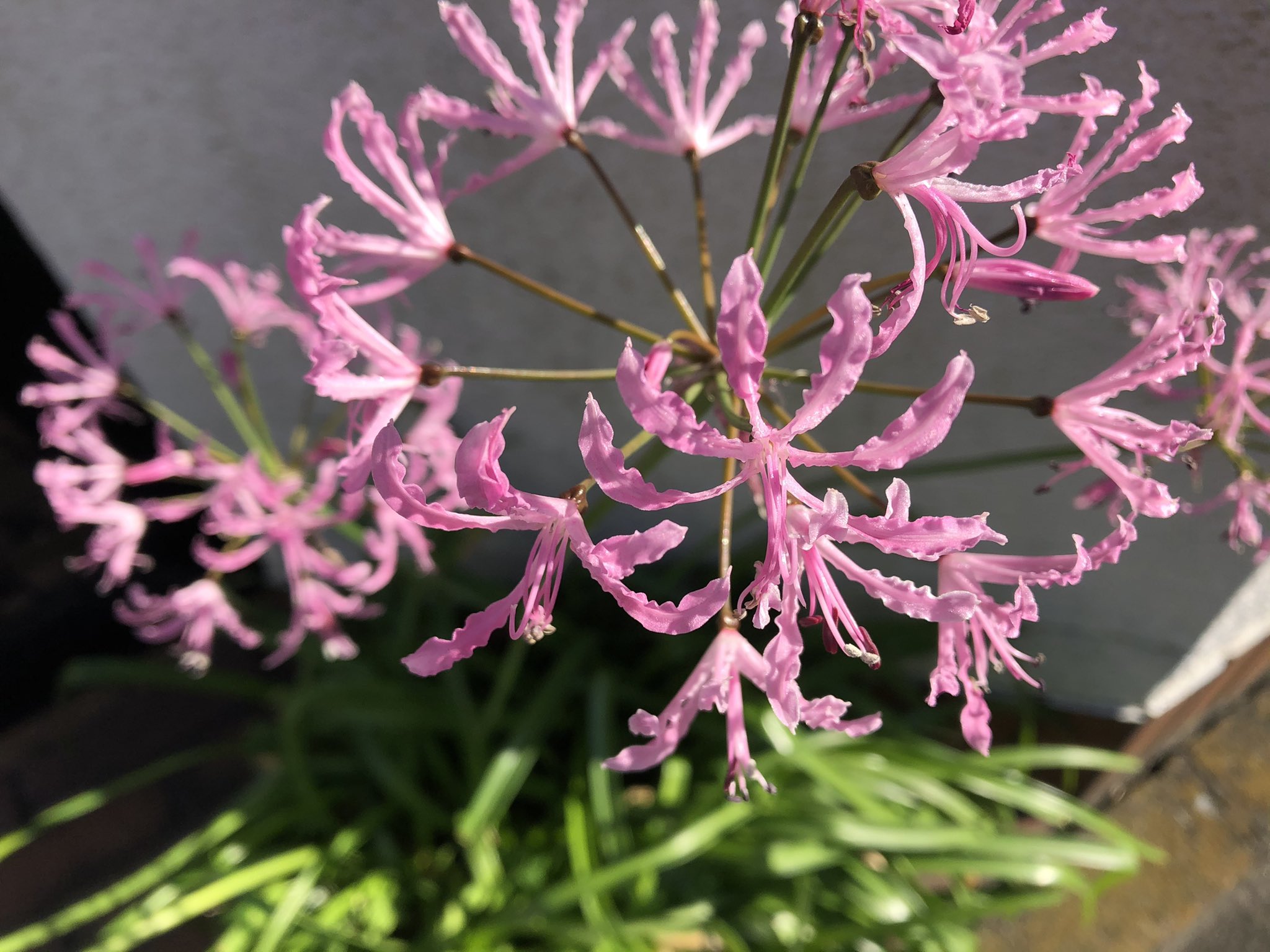 草の名は ネリネ 代田にて 良い天気なので散歩していて彼岸花に似た構造の花を見つける 調べてみるとやはりヒガンバナ 科 花が縮れているが近づいてみると弱っているわけではなくこういう姿のよう 食べられない ヒガンバナの仲間のため主に球根に