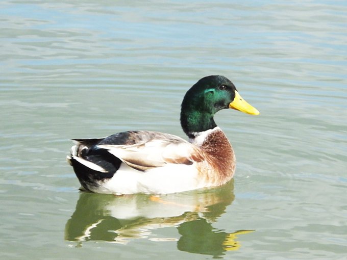 水鳥のtwitterイラスト検索結果