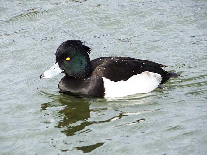 水鳥のtwitterイラスト検索結果