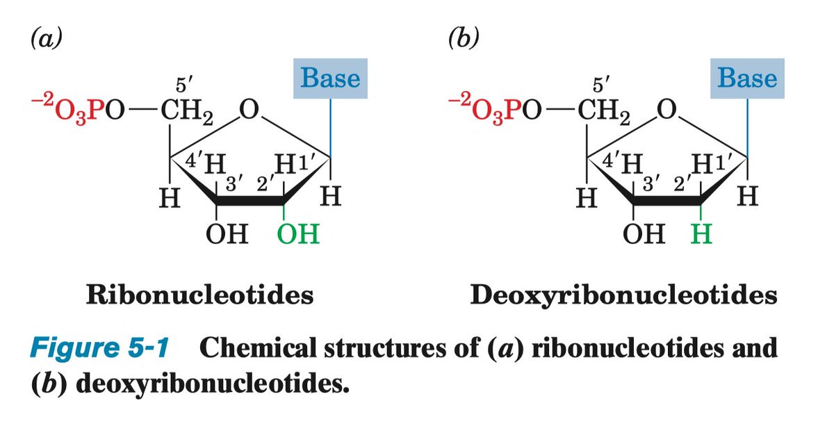 the "D" in DNA stands for "deoxy-" which is a reference to the fact that the ribose sugar in its backbone is missing an OH group, specifically the 2'-OH. This 2'-OH group is present on the ribose sugar in RNA and it makes a world of difference.*warning, organic chemistry next*