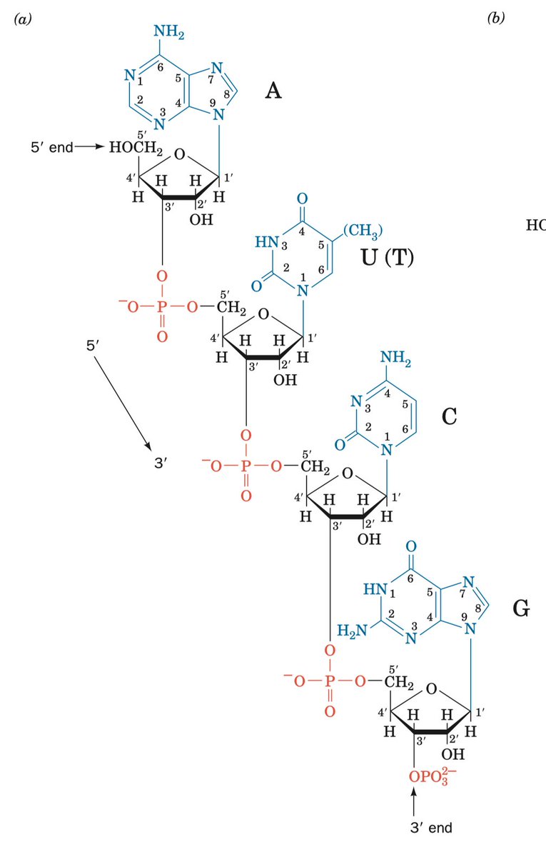 Both RNA and DNA are held together by phosphodiester bonds. These can undergo hydrolysis through in-line attack at the phosphorus electrophilic center via some suitable nucleophile (e.g. a hydroxide ion).