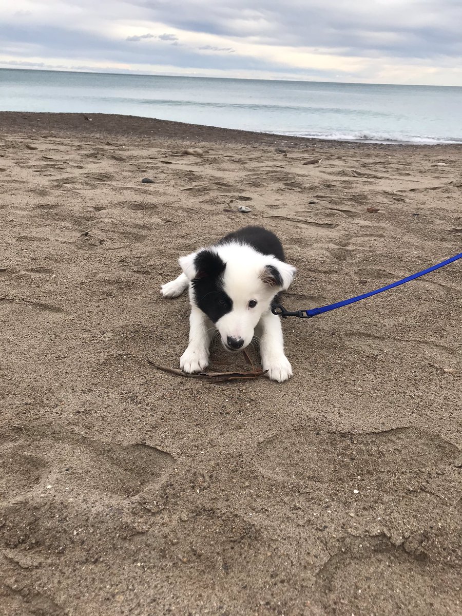 eladance's tweet photo. es mi perrito un beach boy??? 🏄🏻‍♂️💙 https://t.co/eF49lXUWJQ