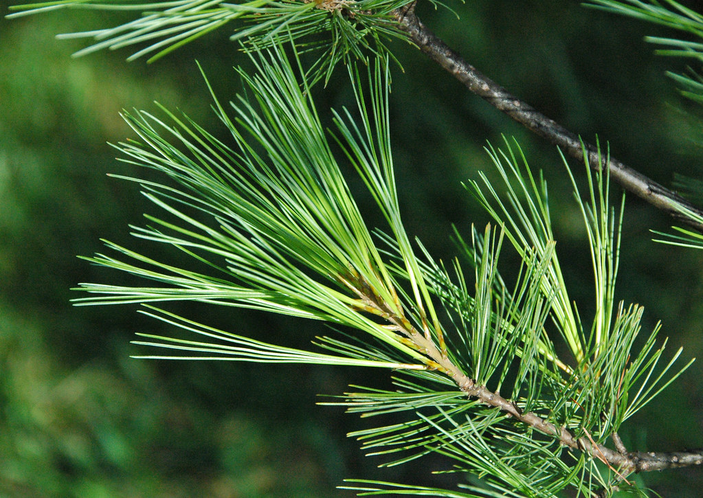 There is no really common 5-needle pine in Britain, but the one you are most likely to see in woodland is Pinus strobus which has banana-shaped cones (12-15cm) and very smooth bark stippled by horizontal lenticels. Needles (8-10cm) are slender and soft.