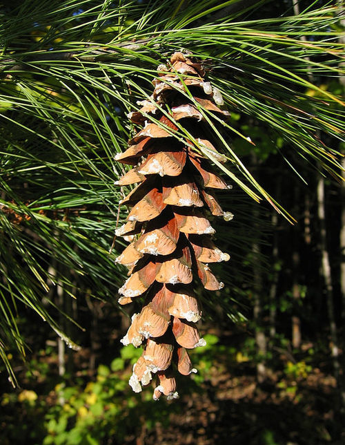 There is no really common 5-needle pine in Britain, but the one you are most likely to see in woodland is Pinus strobus which has banana-shaped cones (12-15cm) and very smooth bark stippled by horizontal lenticels. Needles (8-10cm) are slender and soft.