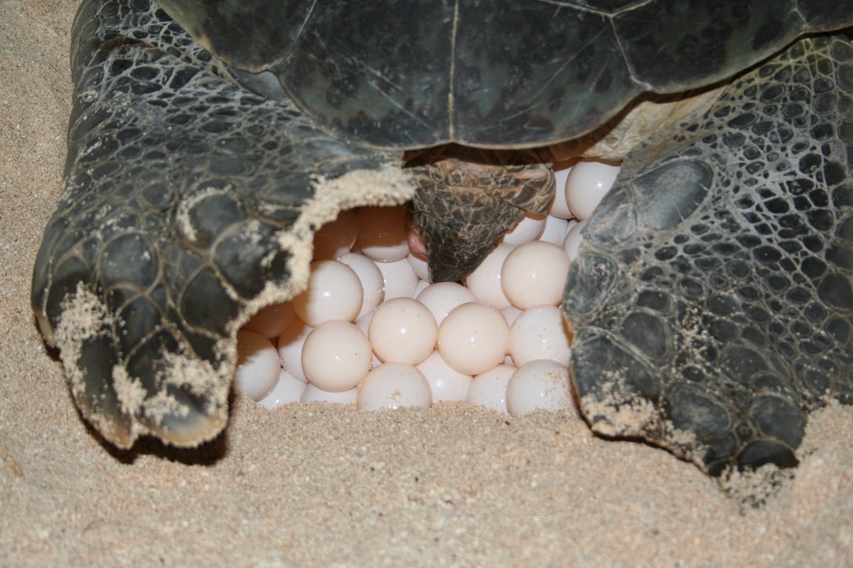 3/4 It is estimated only 1% of hatchlings make it to adulthood, that's why it is so important for us to protect and monitor them and their nests to make sure they have a fighting chance.Photo credit 3: Jacqui Ellick