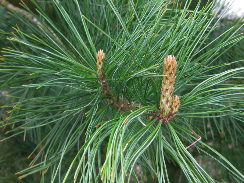 The Swiss Stone Pine, Pinus cembra, has short (7-9cm), densely set, dark shining green leaves hiding the stem, and pale pubescence. The small cones (6-8 x 6cm) are bluish purple and never open on the plant (they fall off aged 3).