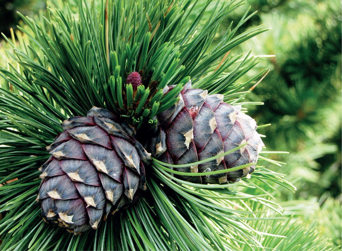 The Swiss Stone Pine, Pinus cembra, has short (7-9cm), densely set, dark shining green leaves hiding the stem, and pale pubescence. The small cones (6-8 x 6cm) are bluish purple and never open on the plant (they fall off aged 3).
