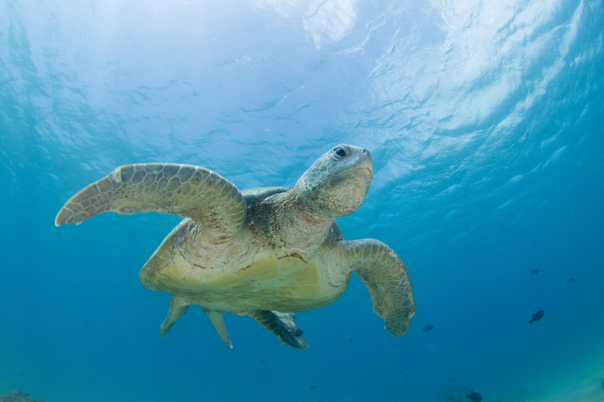 1/4 Green turtles are the most charismatic species within the Ascension Island MPA. You can see why from these pictures! They are present in the MPA between December and July, returning from their feeding grounds in Brazil over 2,000km away. Photo credit:Jude Brown