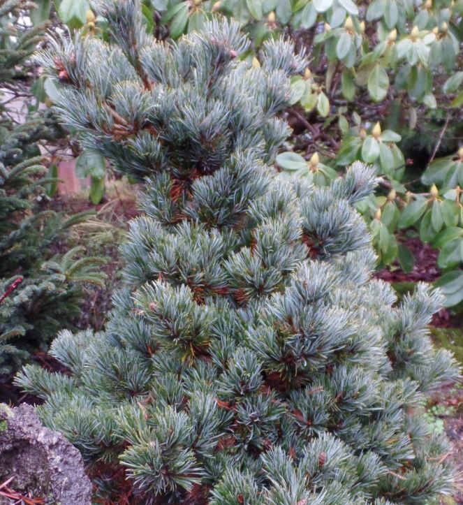 The remaining 5-needlers are likely to be seen as ornamental specimens. Look (x10) to see if the shoot is pubescent or hairless. The commonest ornamental with hairy shoots is Pinus parviflora which comes in numerous cultivars. The needles are blue and twisted. Cone squat (5cm)