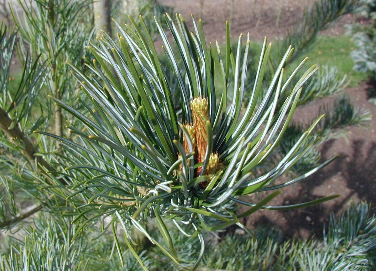 The remaining 5-needlers are likely to be seen as ornamental specimens. Look (x10) to see if the shoot is pubescent or hairless. The commonest ornamental with hairy shoots is Pinus parviflora which comes in numerous cultivars. The needles are blue and twisted. Cone squat (5cm)