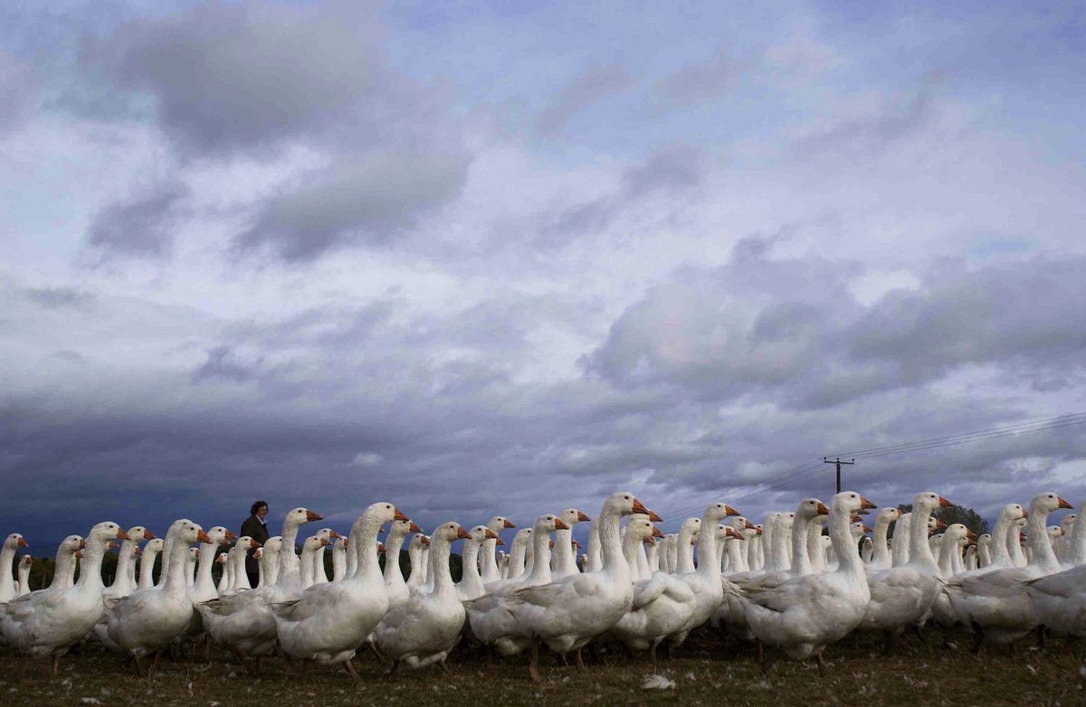 MackenBros tweet media