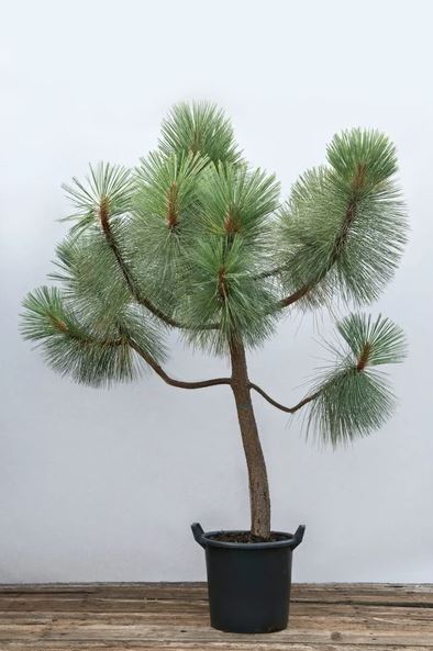 A really striking specimen that you may have seen at Chelsea Flower show is the cultivar Pinus montezumae ‘Sheffield Park’. This is destined to become much more abundant as commercial stocks are built up. The fabulous original at Sheffield Park Garden is on the right.