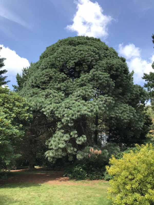 A really striking specimen that you may have seen at Chelsea Flower show is the cultivar Pinus montezumae ‘Sheffield Park’. This is destined to become much more abundant as commercial stocks are built up. The fabulous original at Sheffield Park Garden is on the right.