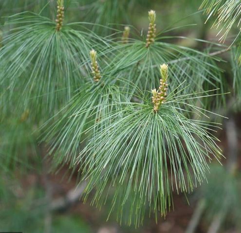 Finally, there is a group of very delicate 'weepy' 5-needlers with hairless stems. You are most likely to see P. wallichiana (main), but P. armandii (TR) and P. peuce (BR) (along with hybrids like P. x holfordiana) are out there, just waiting to confuse you.