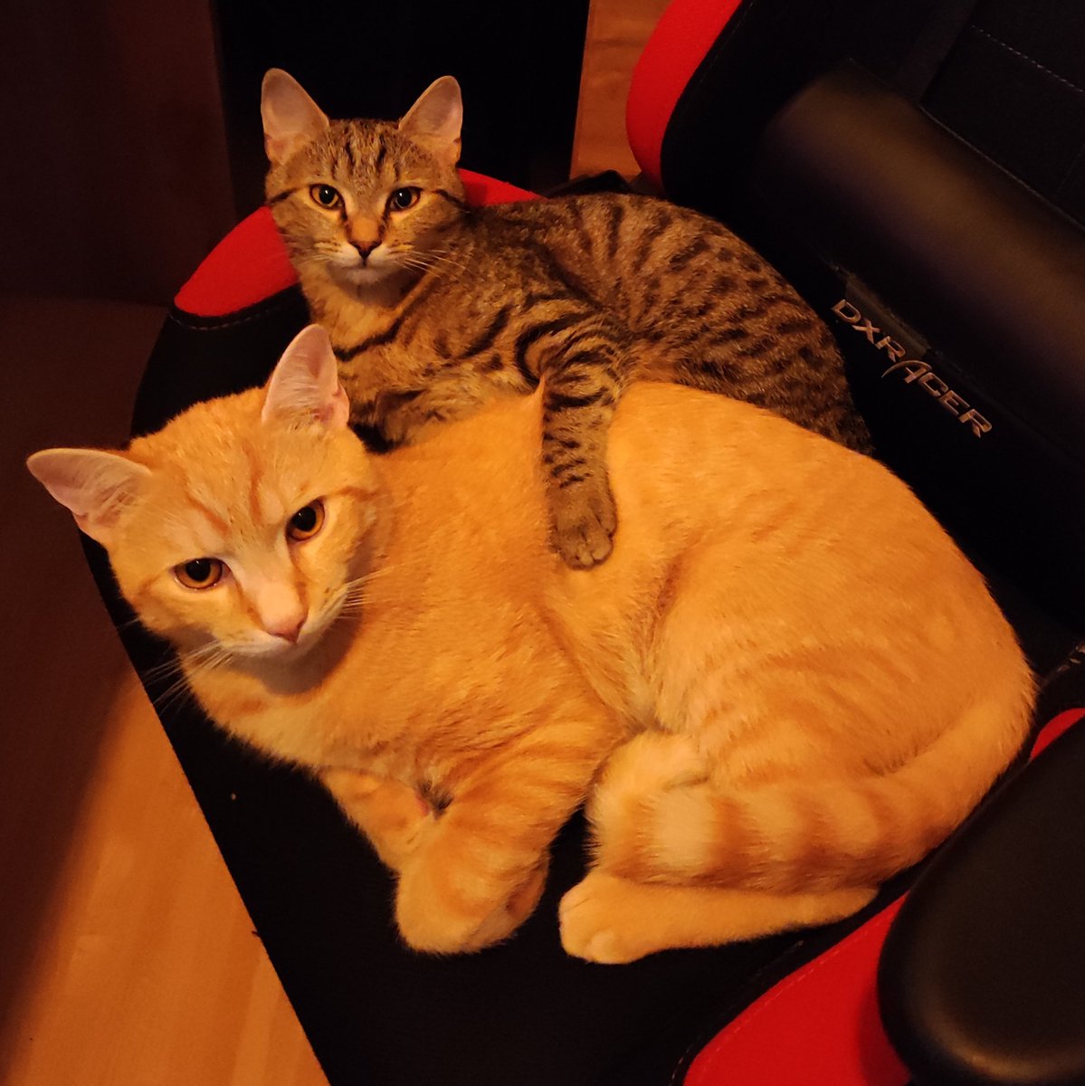 SpaceGoatOne's tweet photo. Wie.. Du willst jetzt da sitzen?
Das geht nicht!
#occupy #cats #kitten #gaming #dxracer #twitch #SpaceGoatOne https://t.co/i2TAOI7VXk
