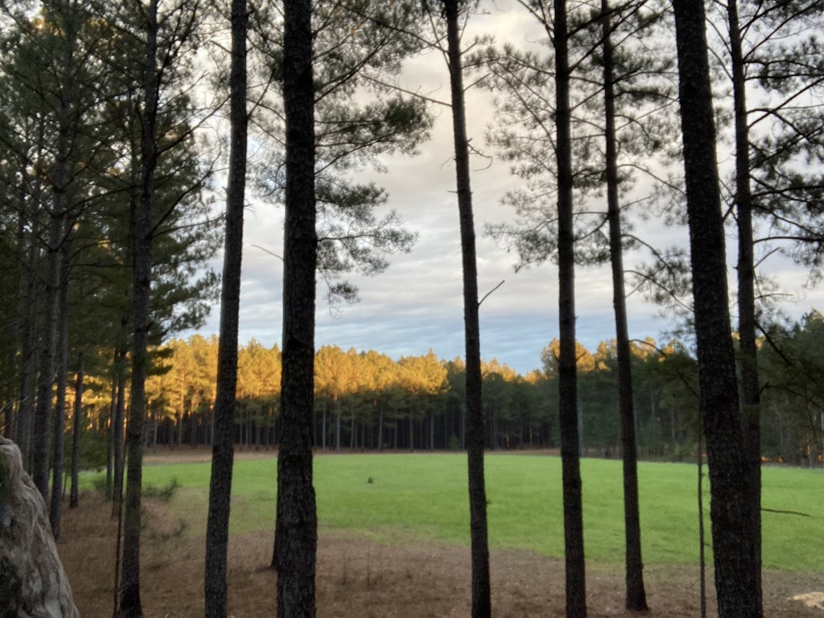clarkerobert1's tweet photo. Many benefits of timber and wildlife management practices in NW GA. #UGAForestry https://t.co/IMKUn40NxE